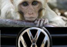 Scandal monstru la Volkswagen: au testat emisiile de noxe pe maimuţe, un partener propusese teste umane!